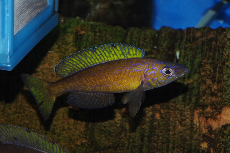 Cyprichromis microlepidotus 'Bemba'
